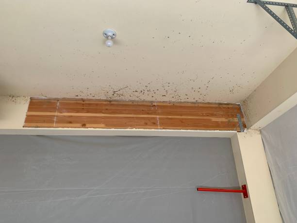 Best Emergency Mold Remediation  in Start, LA